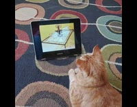 Brown cat watches cartoons tablet blue rug