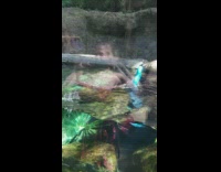 Otter catches inflatable toy thrown by the man