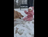 Golden retriever plays with baby in snow