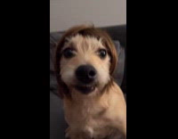 Dog with wig twerks on the couch