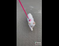 White kitten cat pink harness beach sand 