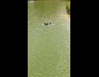 Black swan humps the other black swan in the river