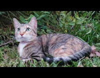 Cat laying on grass looks around backyard 