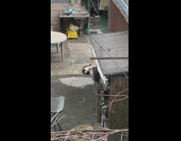 Cat rolls around on ground 