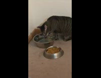 Guy watches cat lick wet paw water