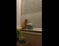Collab KaleSaladIG - Orange car yawns on window sill next to jar of ornaments