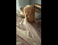 Brown dog in bed wakes up falls asleep 