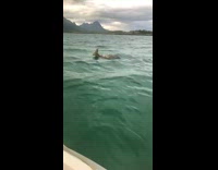 Deer randomly swim middle of ocean boat