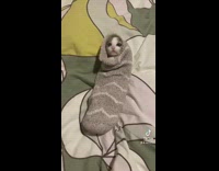 Grey kitten climbs out of a small grey sock