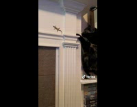 Cat curious about cardboard lizard 