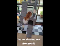 Orange kitten play fetch with white hairy ball