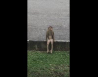 BitchMP - monkey sitting like human on edge of park