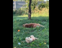 Dog loves playing outsides rolling over grass