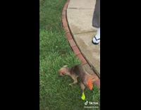 Clips mpugc - Chihuahua dog hand stand walk socks