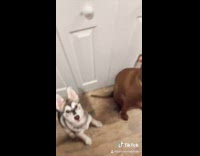 Two dogs scared of getting brushed 