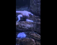 Starfish fish tank butt cheek