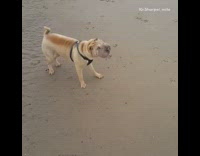 brown dog shaking in slow motion at the beach 