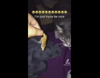 Cat offered food called name Linda