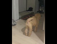 Shar pei dog shakes body wiggles butt