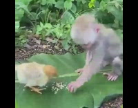 Baby monkey cuddle with small chick leaf
