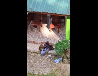 Collab PubityPets - Wild Monkey Takes Out Clothes from Bag