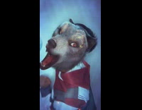 Guy hits wall morphs into wolf 