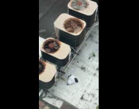 Submitter shows snoopy head left at rooftop