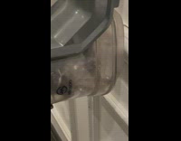 Cockroach caught in vacuum 