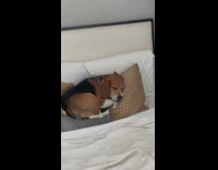 Collab BitchIG2 - Owner on elliptical exercising while her dog is sleeping cozy in bed 