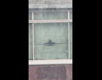 Cat head peek through building window blinds