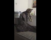 Grey cat plays with black dogs ears