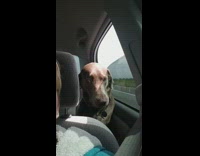 Large brown dog sticks head car window 
