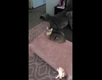 Collab PLC - Cat chasing feather on rod toy 