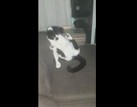 Cat sits with legs apart 