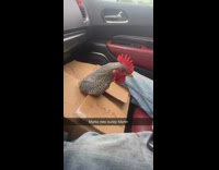 Rooster sticking head in and out of cardboard box 