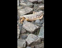 Dog smells dead fish beach rocks part 2