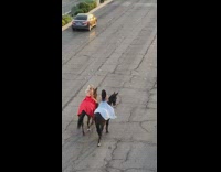 Two girls long dresses brown horses vegas 