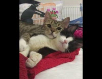 Grey Cat Spoons Black and White Cat in Bed 