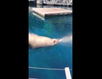 Seal swim and spits out some water 
