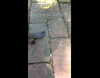 Guy pick up bat and put it on tree