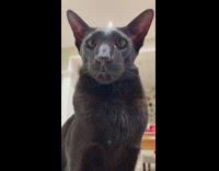 Oriental shorthair cat looks crosseyed 