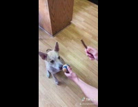 Grey brown dog chooses treat over ball