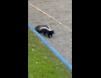 Man sees skunk roaming on his yard 