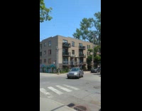Bees swarms on  tree to build a hive 