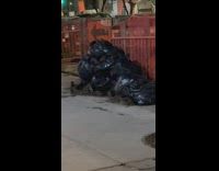 Rat colony on trash bags street nyc