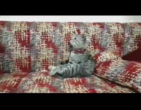 Girl trains grey cat to shake hand