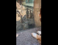 Collab ClipsIG - Meerkat at zoo look at brown dog
