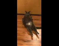 Collab BitchIG2 - Two cats laying on floor in different positions