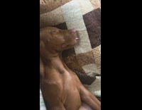 Collab Kale Salad IG - Brown dog sleeps with tongue out