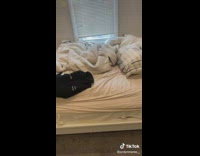 Pitbull sleeps on bed 
